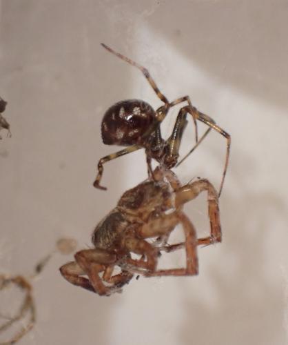 Réf. 334 300 : Steatoda triangulosa